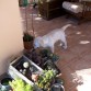 A que huelen los cactus?